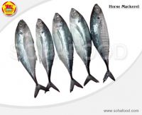 FROZEN HORSE MACKEREL - By Tony