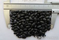 black kidney bean