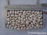 Japanese white kidney bean