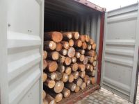 Pine logs with bark - Taeda