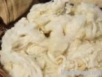 Sheep wool from Georgia in Bulk