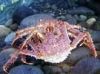 Brown King Crab (Alaska)