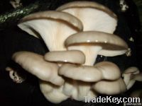 Oyster Mushroom