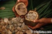 Brazil nuts