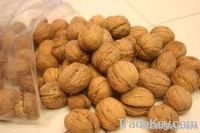 walnut kernels