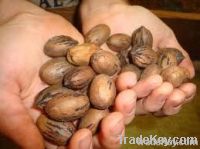 Pecan Nuts in shell and without shell