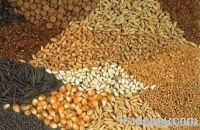 Agricultural Grain & Seeds