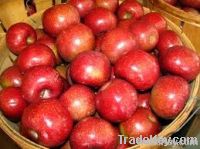 2012 best price fresh fuji apple
