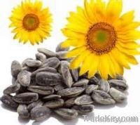 Sunflower Meal