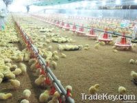 Bc Series Poultry Farm Equipment Pan Feeding System