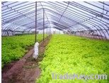 greenhouse film