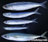 sardine