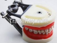 Dental Tooth Model Teeth Standard Size Teeth Model