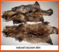 Raccoon skin