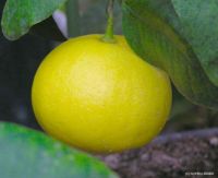 Citrus bergamia, Risso et Poiteau Bergamot Reggio Calabria