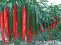 big red chili