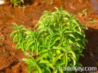 Coleus forskohlii Dry Roots