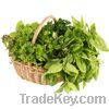 Fresh Herbs wholesale from Israel