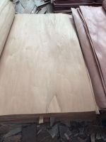 beech Veneer