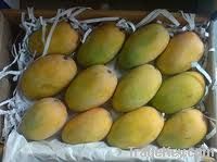 Kesar Mangoes