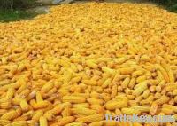 White and Yellow Corns