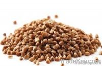 Buckwheat