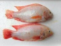 RED AND BLACK TILAPIA FISH