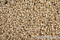 Sesame Seeds