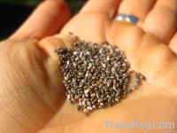 https://www.tradekey.com/product_view/Best-Qualtiy-99-Pure-Raw-Hemp-Seeds-Bag-Seed-Chia-Seed-5149849.html
