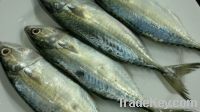 Frozen Seafood And Fish | Mackerel Fish | Salmon Fish | Ribbon Fish