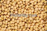 soybean, maize