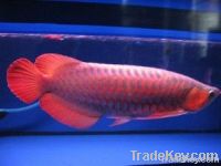 ASIAN RED, RTG, SUPER RED, CHILI RED, GOLDEN X BACK AROWANAS FOR SALE