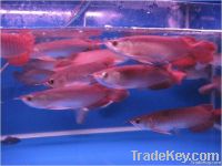 Super red arowana fishes for sale