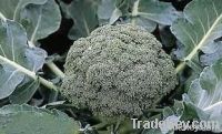 https://fr.tradekey.com/product_view/Brocoli-5169833.html