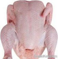 Best Quality Frozen whole Chicken