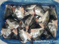 Salmon Heads 400g+