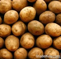 Fresh Potatoes