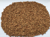 High Quality Roasted Buckwheat