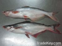 Pangasius whole round