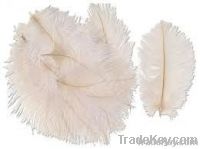 ostrich feather