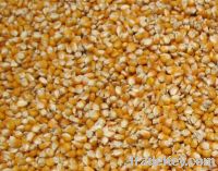 Maize | Maize Exporter | Corn Grain Seller | Maize Buyer | Bulk Maize Grain Importer | Corn bean Buyer | Corn bean Wholesaler | Corn Grain Manufacturer | Best Quality Corn Grain | Cheap Maize Supplier | Low Price Corn | Yellow Corn | White Cron | Baby Mai