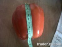 Excellent Quality Capsicum