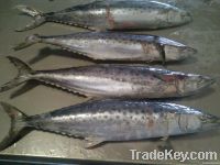 Spanish Mackerel