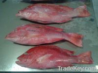 Red Snapper