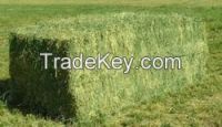 Rhodes Grass & alfalfa hay bales