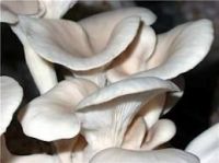 Oyster Mushroom