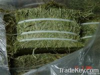 Timothy Grass Hay