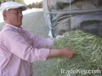 Timothy Grass Hay