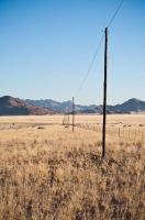 Wooden Utility Poles