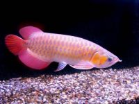 arowana fish